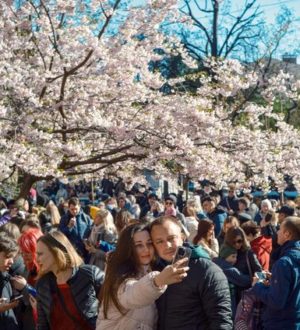 Умиротворение, красота и много селфи: как в Санкт-Петербурге, в Саду дружбы, цветет сакура