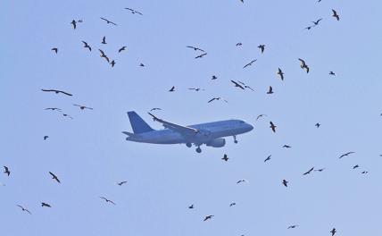 5 минут страха в небе над Иркутском: 140 пассажиров и экипаж едва не врезались в землю из-за стаи птиц 5 минут страха в небе над Иркутском: 140 пассажиров и экипаж едва не врезались в землю из-за стаи птиц