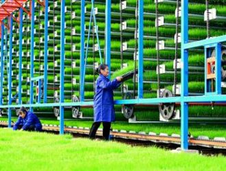 Москва запрещает продавать рис, а Пекин придумывает, как накормить голодающих