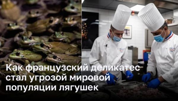 Французская любовь к лягушачьим лапкам ставит последних на грань вымирание Французская любовь к лягушачьим лапкам ставит последних на грань вымирание