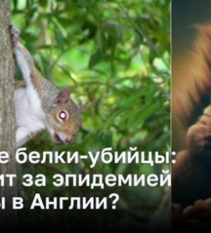 Кровавый альянс: Что связывает прокаженных и красных белок в Средневековой Англии?