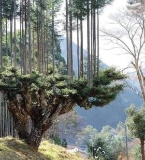 Японцы производят древесину 700 лет, не вырубая деревьев