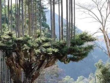 Японцы производят древесину 700 лет, не вырубая деревьев