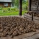 Три главные ошибки при хранении картофеля после сбора урожая