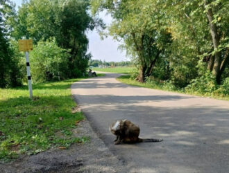 «Много счастливых слёз»: пропавшая в аварии кошка нашлась через шесть лет
