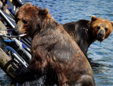 Косолапая власть. К нынешней опасной ситуации привёл развал советской системы природоохраны